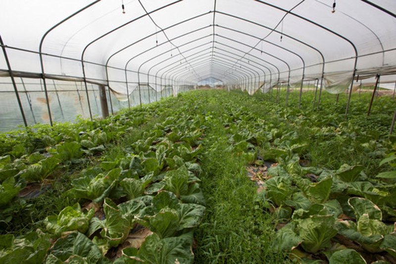生态农业种植助力农村振兴