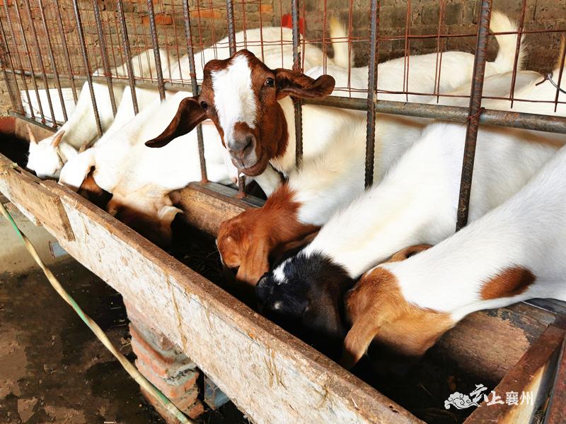 探索农业生态链:构建绿色可持续的农业生产模式