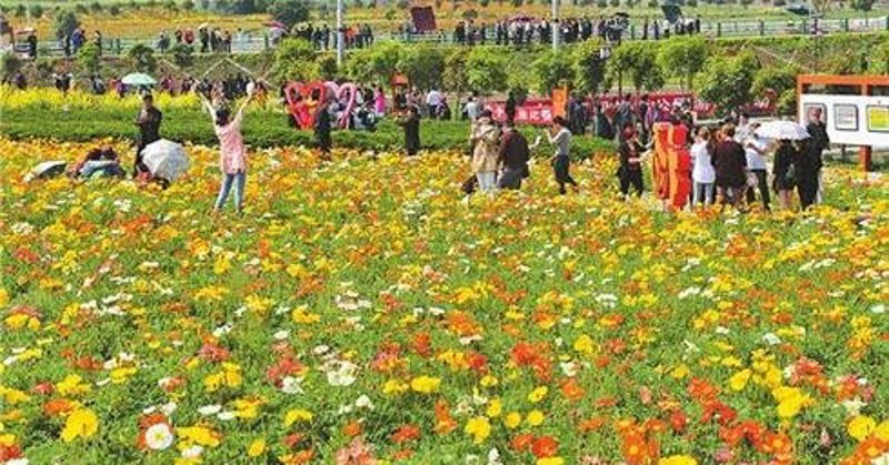 生态农业种植助力农村振兴